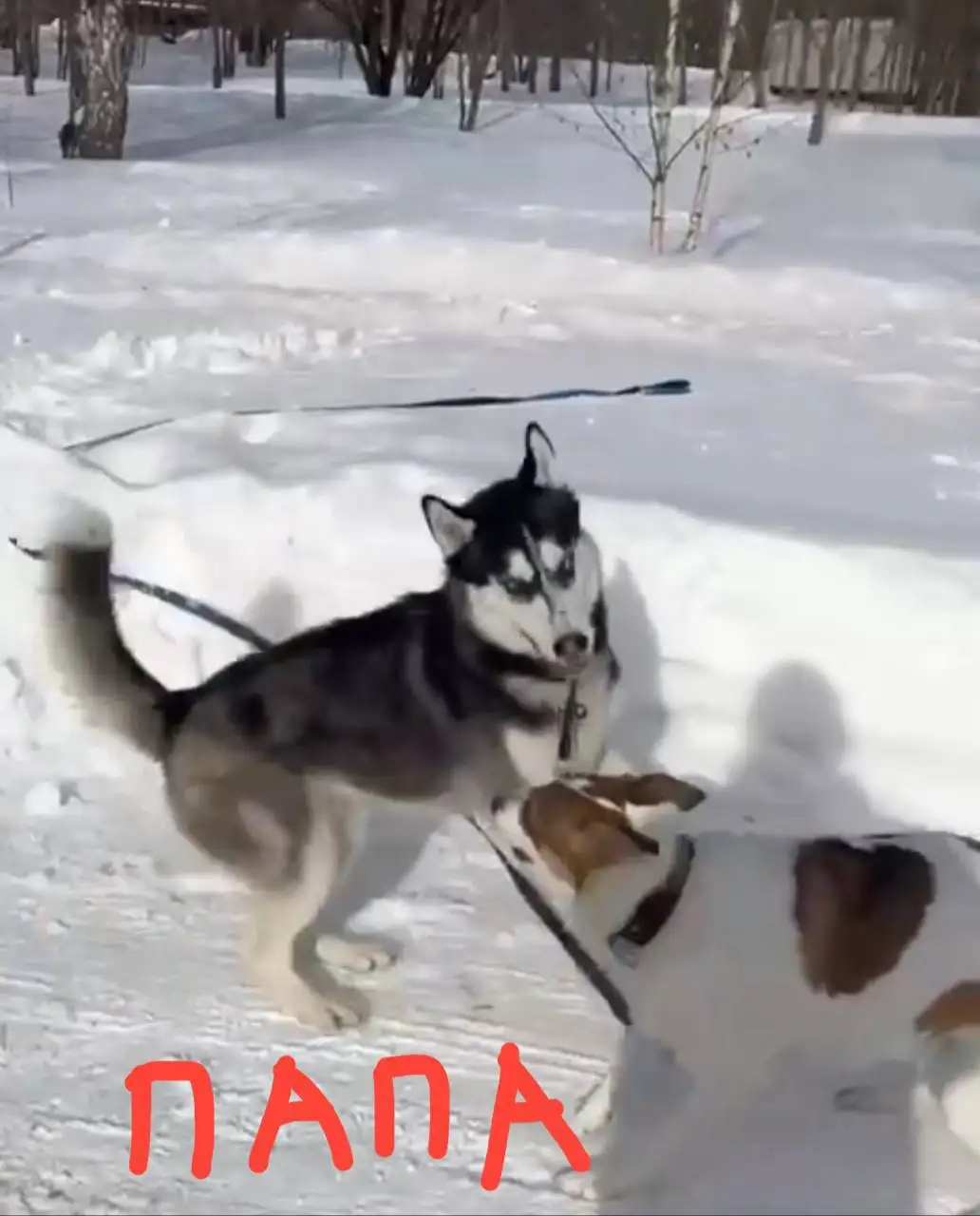 Продажа щенков Хаски - Собаки (Животные) в Балашиха