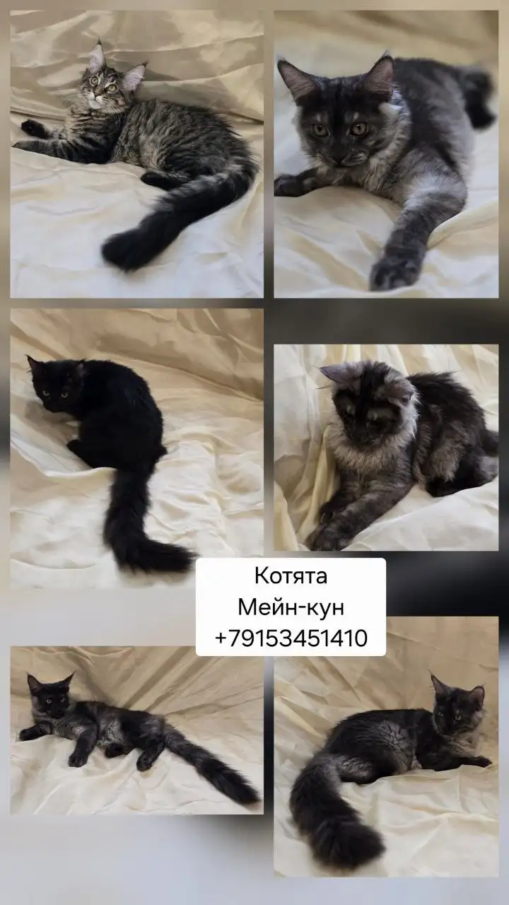 Продаются котята мейн-кун с документами - Кошки (Животные) в Балашиха