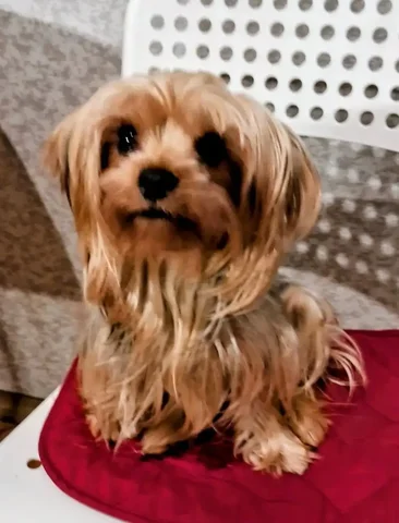 Собака ищет новый дом - Собаки в Балашиха