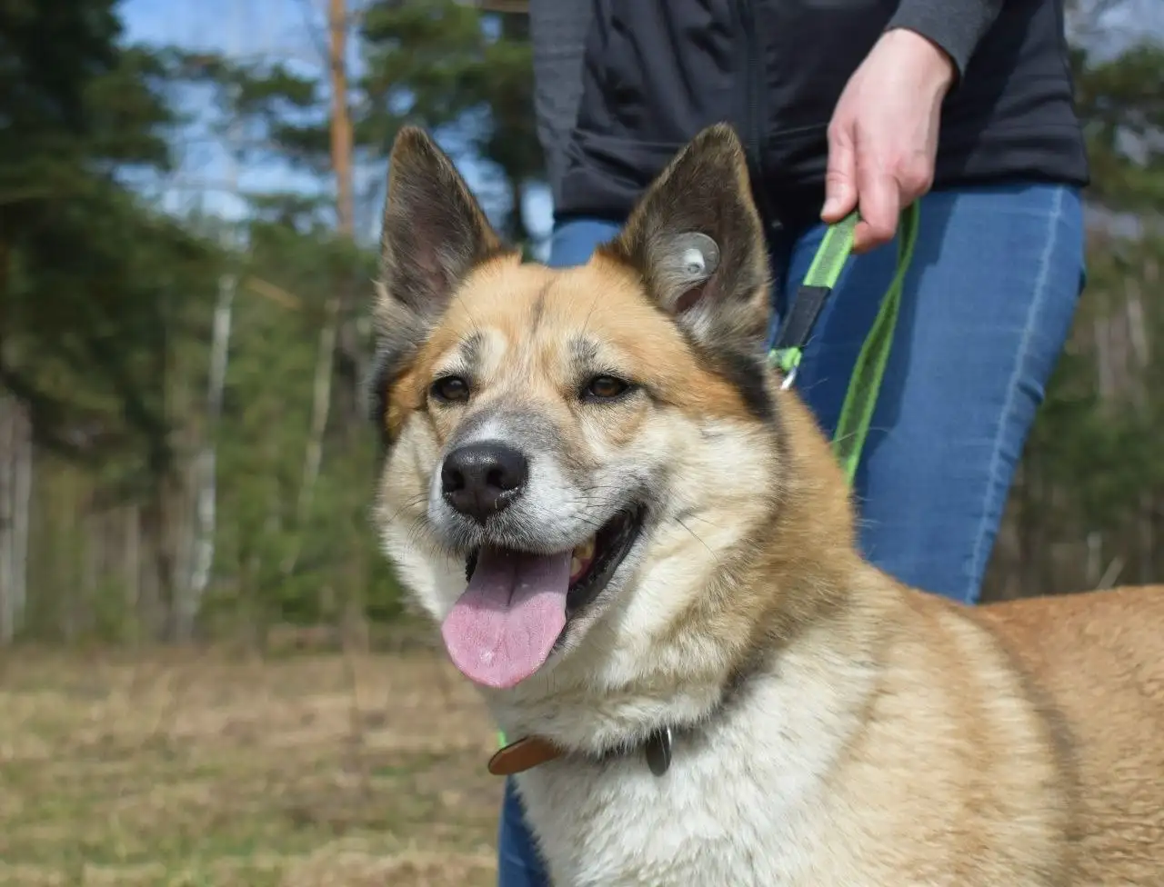 Рыжая лисичка Челси ищет дом - Собаки (Животные) в Балашиха