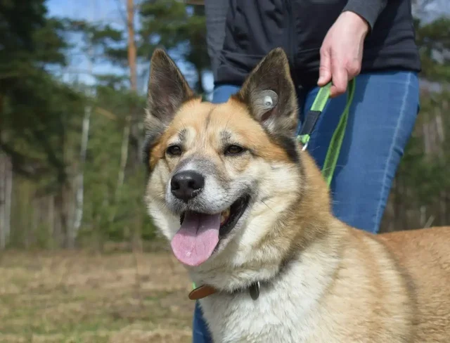 Рыжая лисичка Челси ищет дом - Кошки в Балашиха