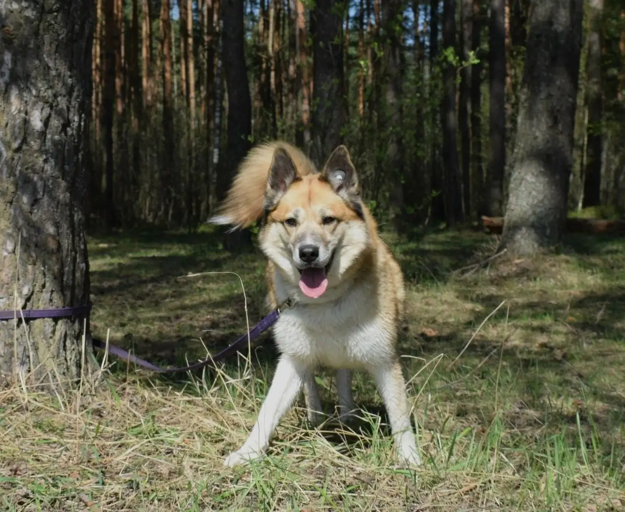 Рыжая лисичка Челси ищет дом - Собаки (Животные) в Балашиха