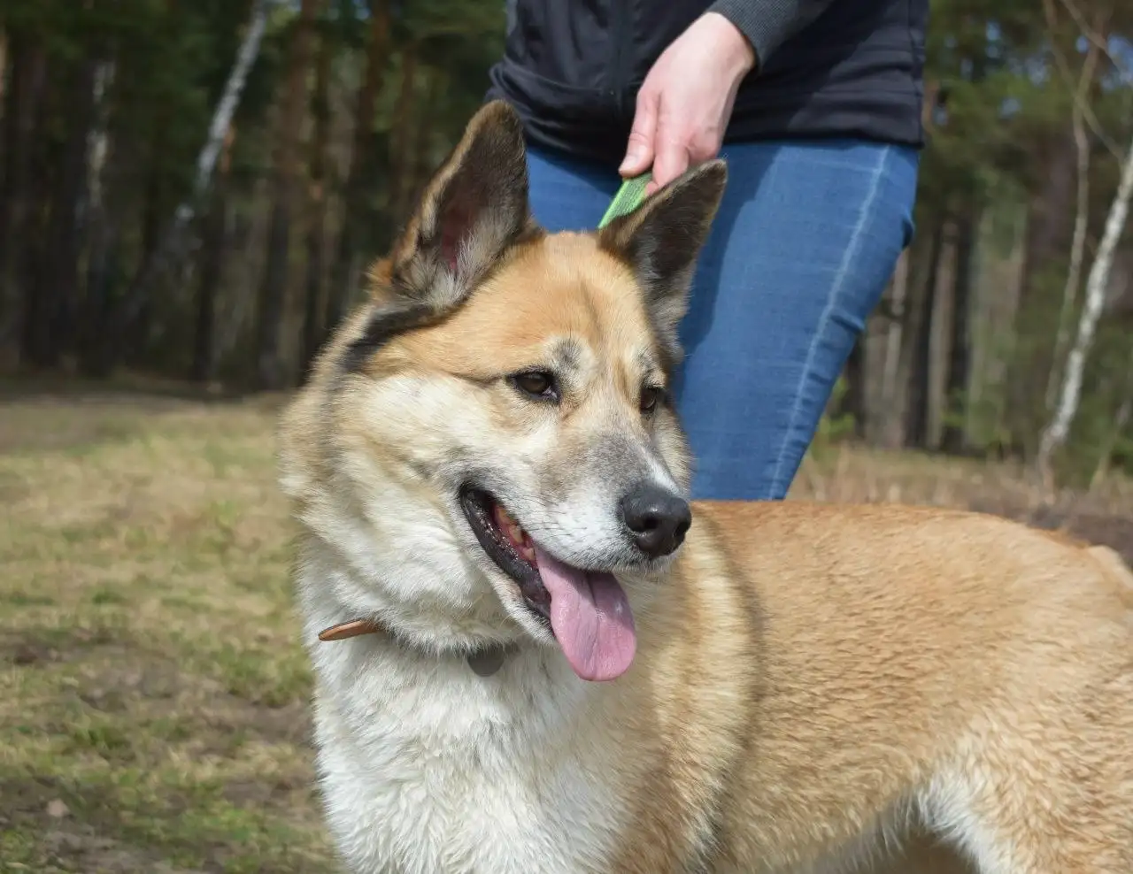 Рыжая лисичка Челси ищет дом - Собаки (Животные) в Балашиха
