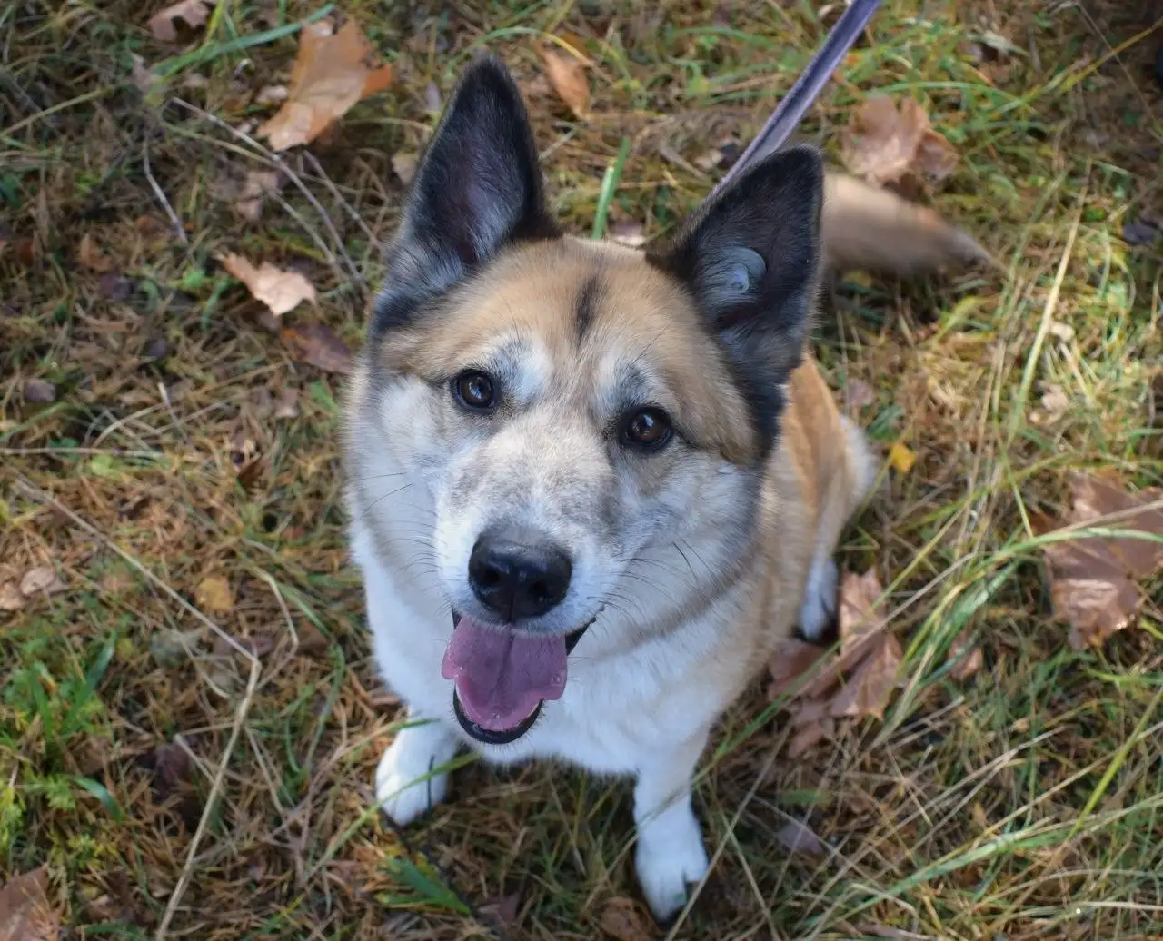 Рыжая лисичка Челси ищет дом - Собаки (Животные) в Балашиха