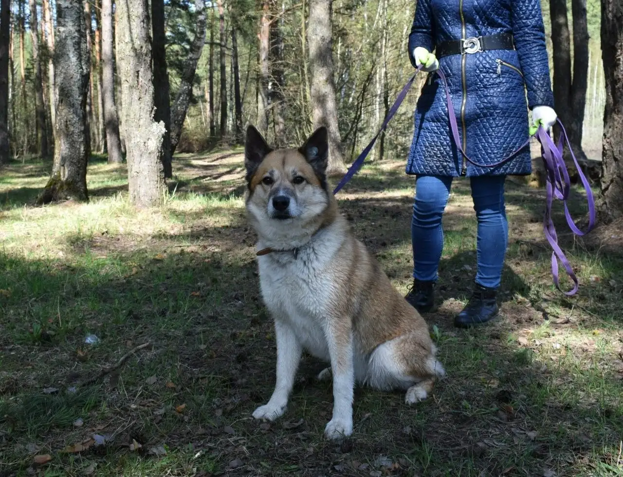 Рыжая лисичка Челси ищет дом - Собаки (Животные) в Балашиха
