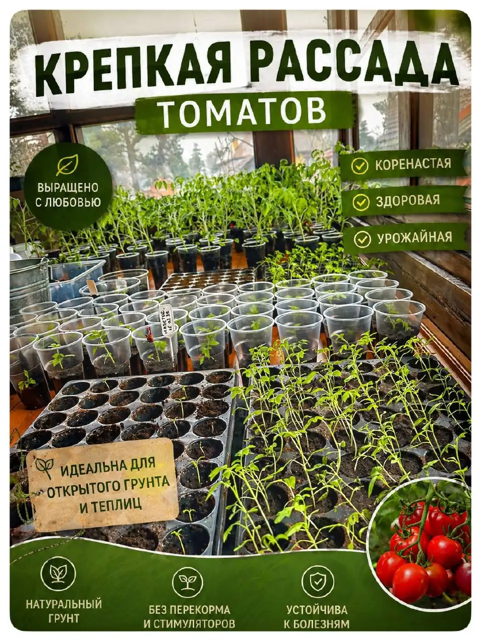 Крепкая рассада томатов - Рассада (Хобби и отдых) в Балашиха