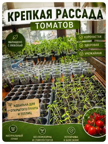 Крепкая рассада томатов - частное объявление в Балашиха