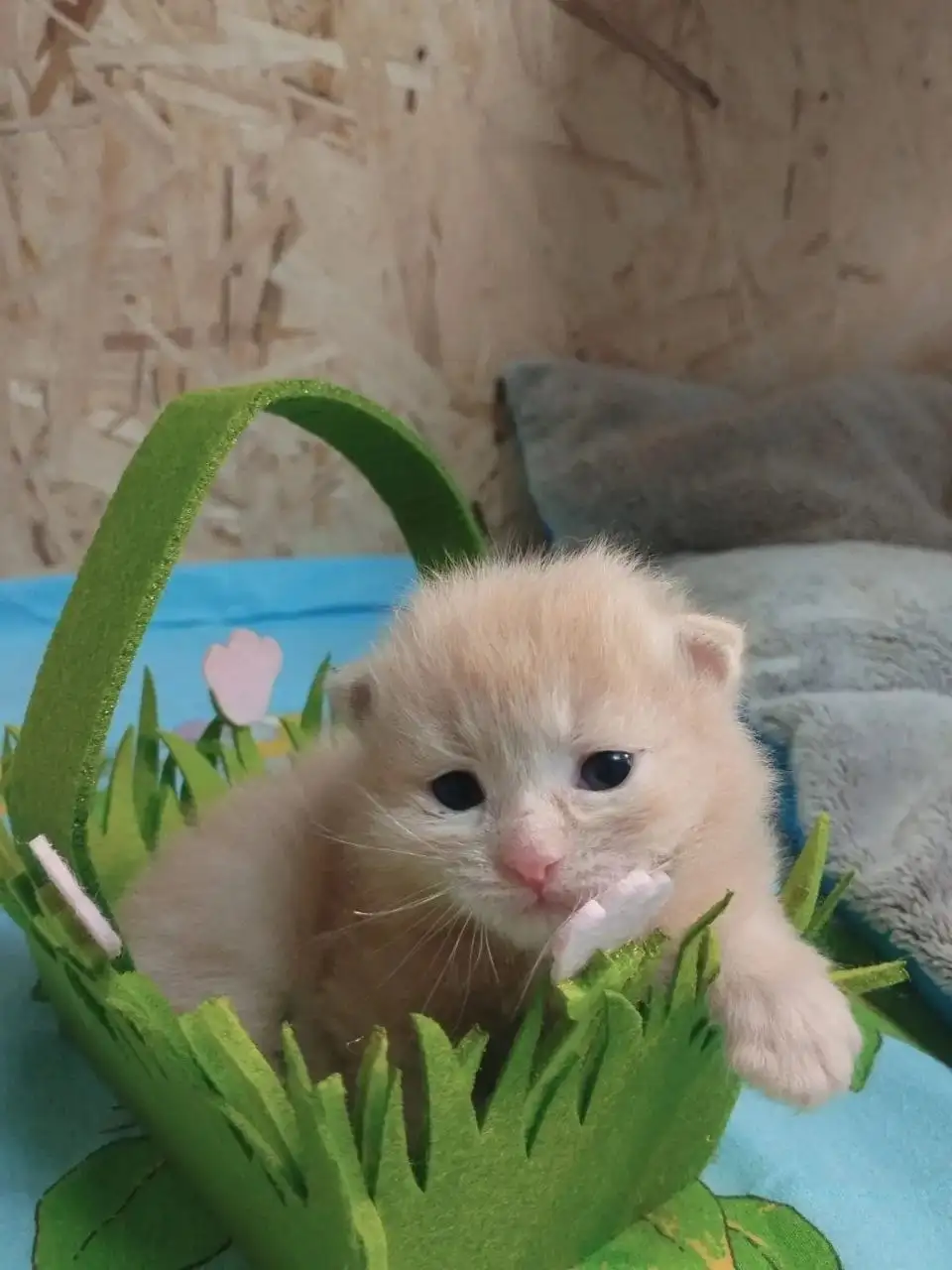 Малыши из приюта ищут дом - Животные в Балашиха