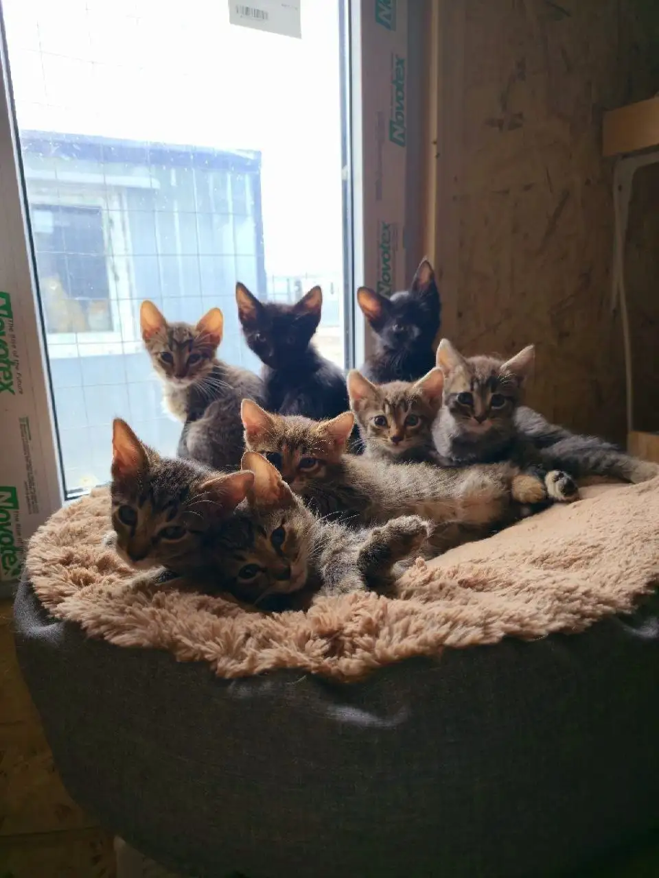 Малыши из приюта ищут дом - Животные в Балашиха