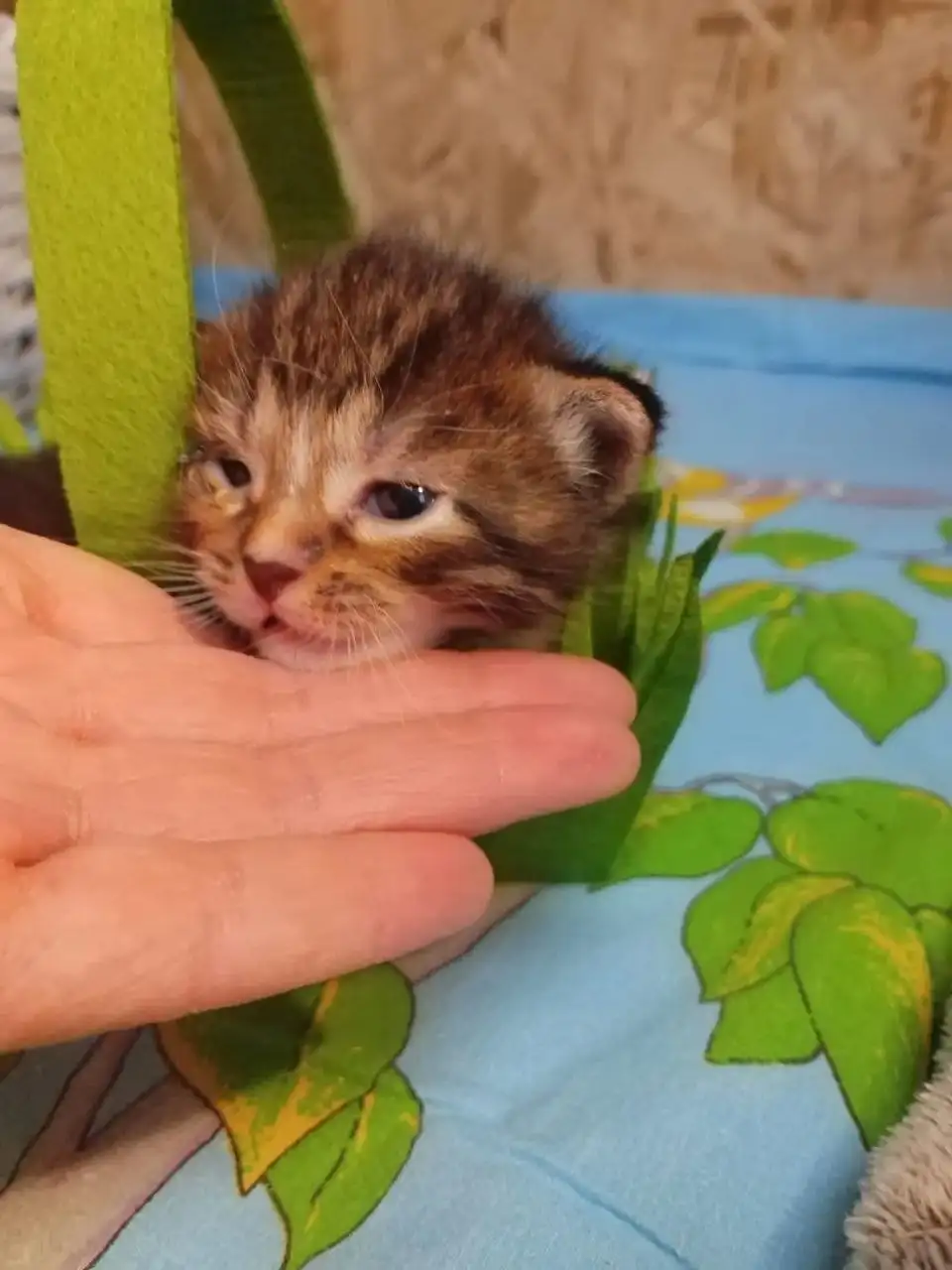 Малыши из приюта ищут дом - Животные в Балашиха