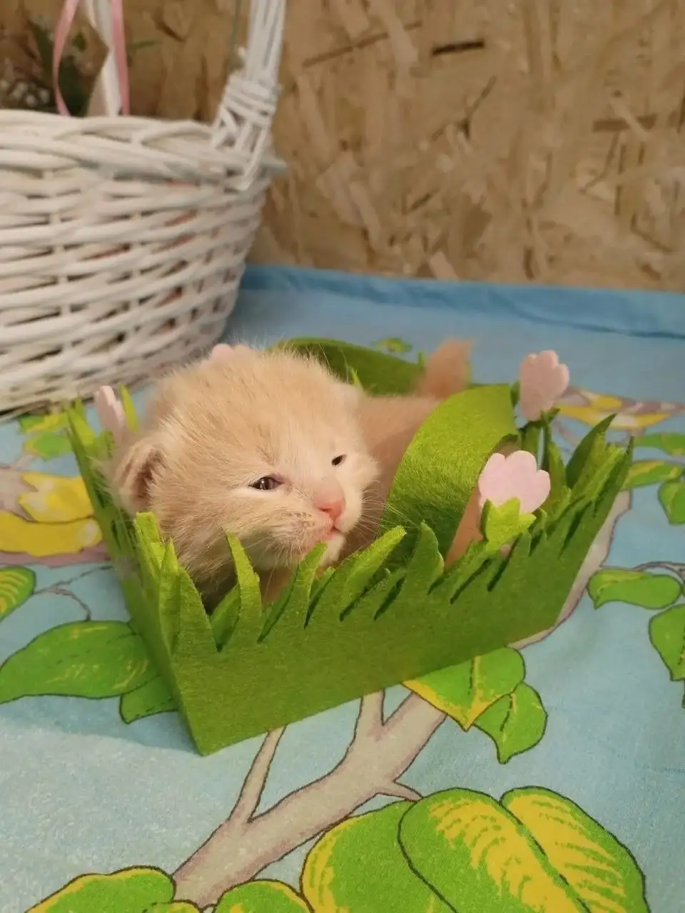 Малыши из приюта ищут дом - Животные в Балашиха