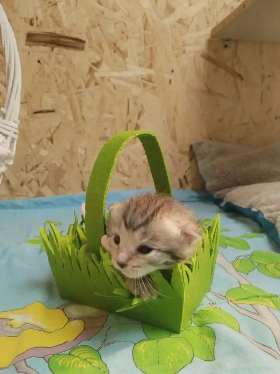 Малыши из приюта ищут дом - Животные в Балашиха