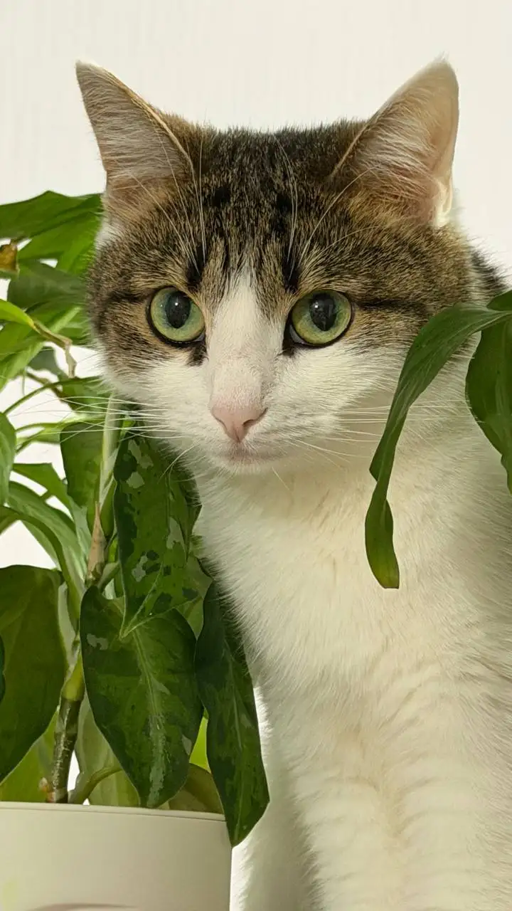 Кошка в добрые руки - Кошки (Животные) в Балашиха