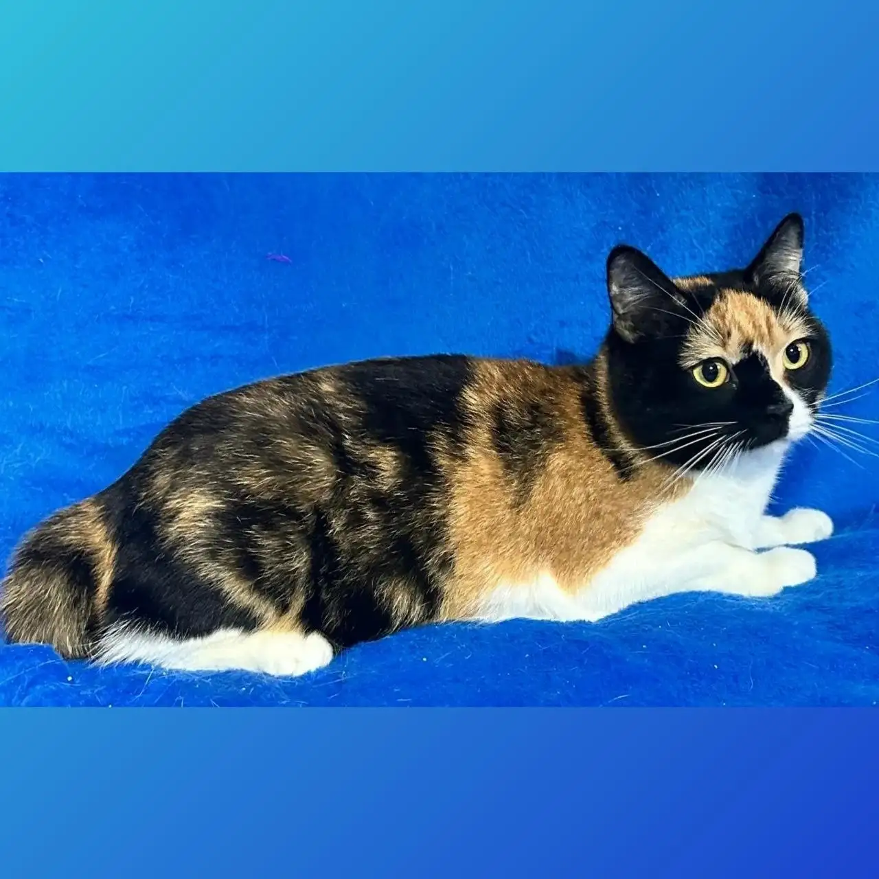 Кошечка Мишель ищет дом - Кошки (Животные) в Балашиха