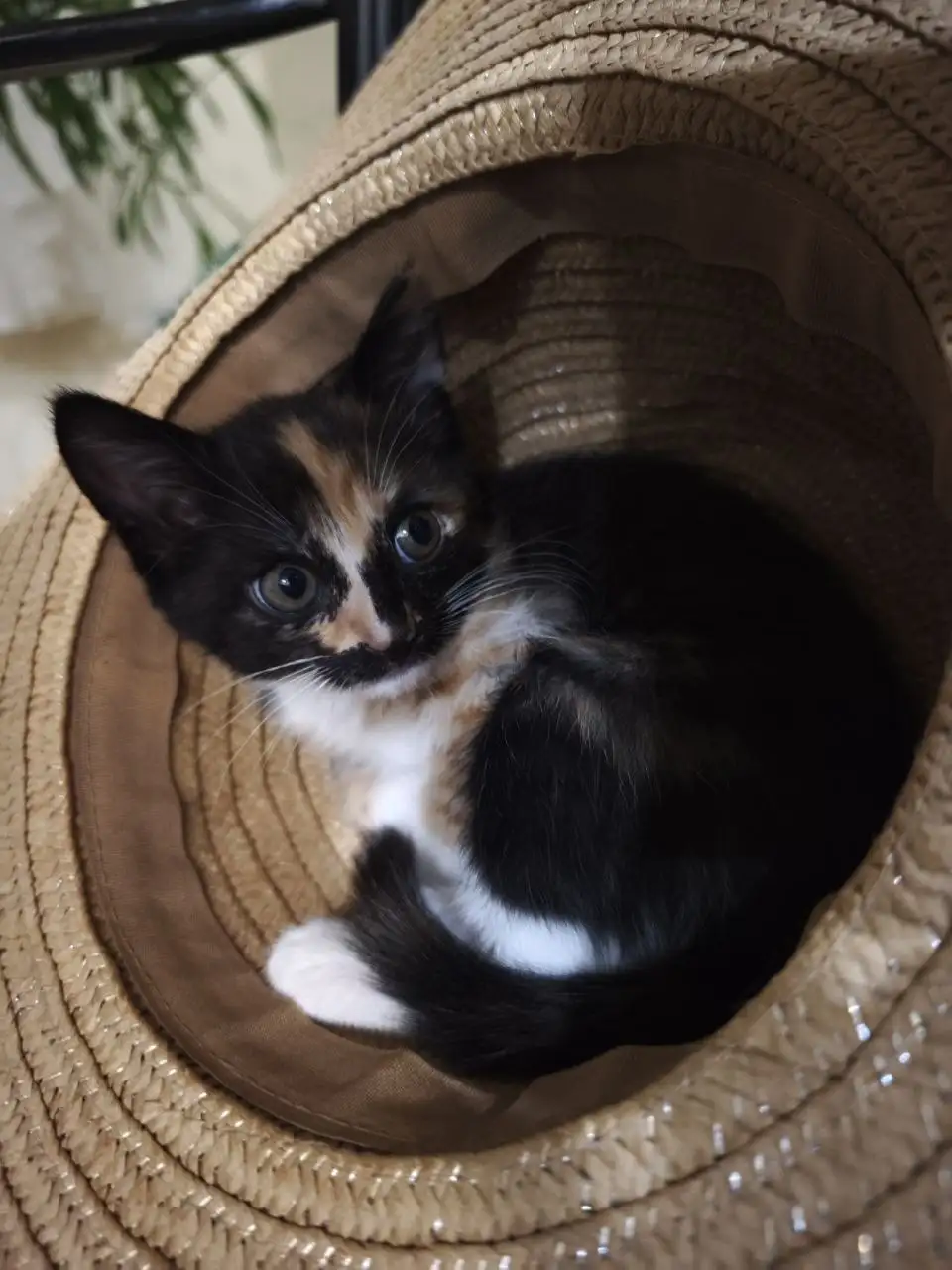 Отдам котёнка в хорошие руки - Кошки (Животные) в Балашиха