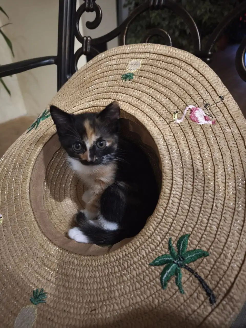 Отдам котёнка в хорошие руки - Кошки (Животные) в Балашиха