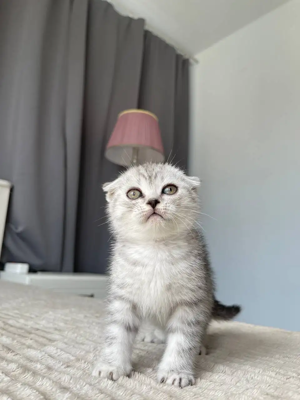 Чистокровные шотландские котята - Кошки (Животные) в Балашиха