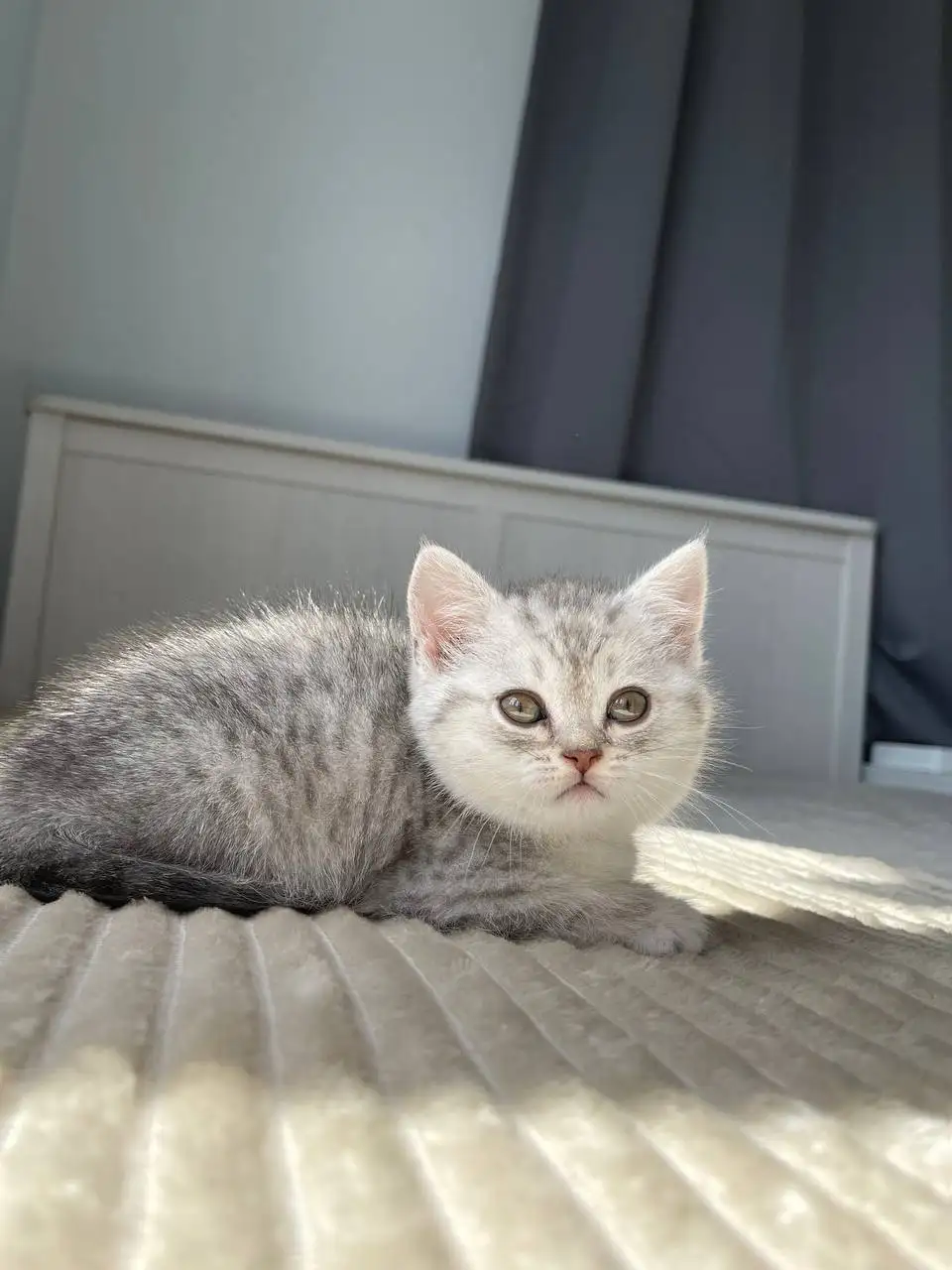 Чистокровные шотландские котята - Кошки (Животные) в Балашиха