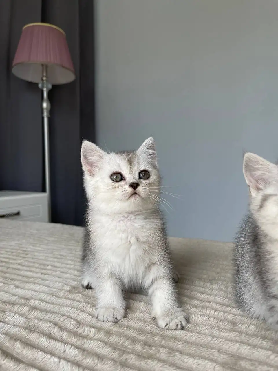 Чистокровные шотландские котята - Кошки (Животные) в Балашиха