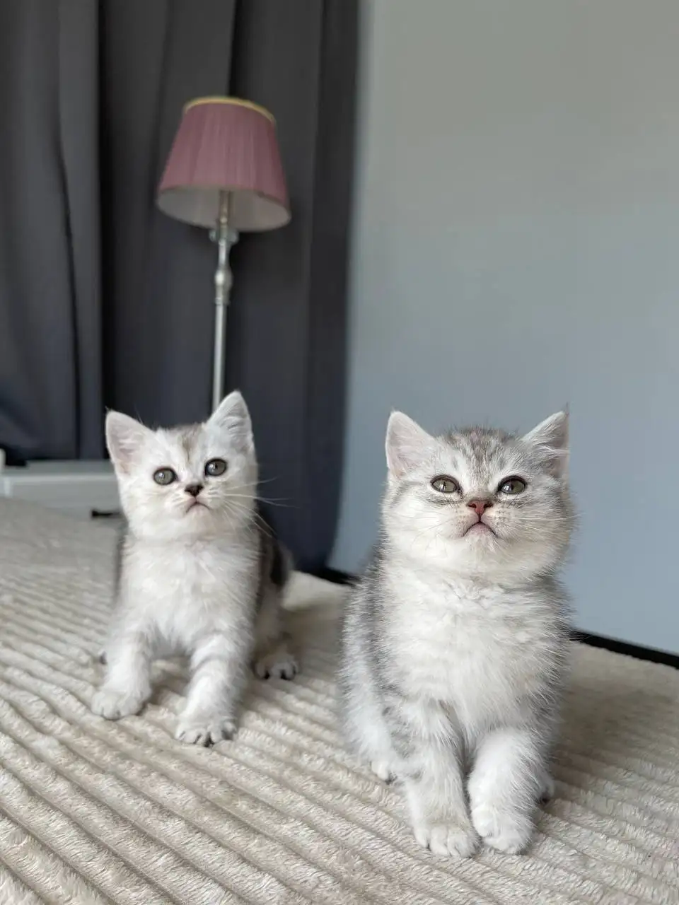 Чистокровные шотландские котята - Кошки (Животные) в Балашиха