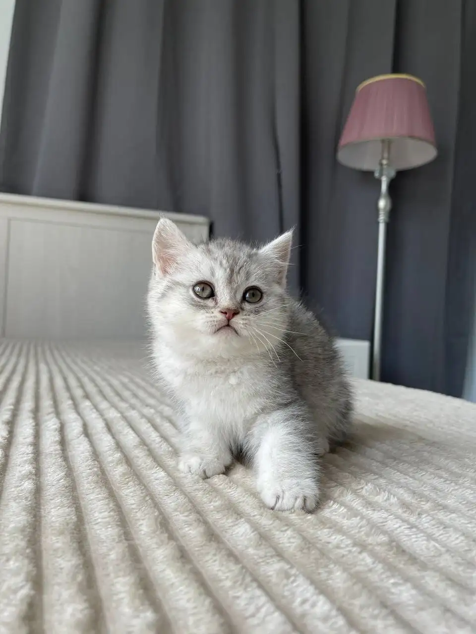 Чистокровные шотландские котята - Кошки (Животные) в Балашиха