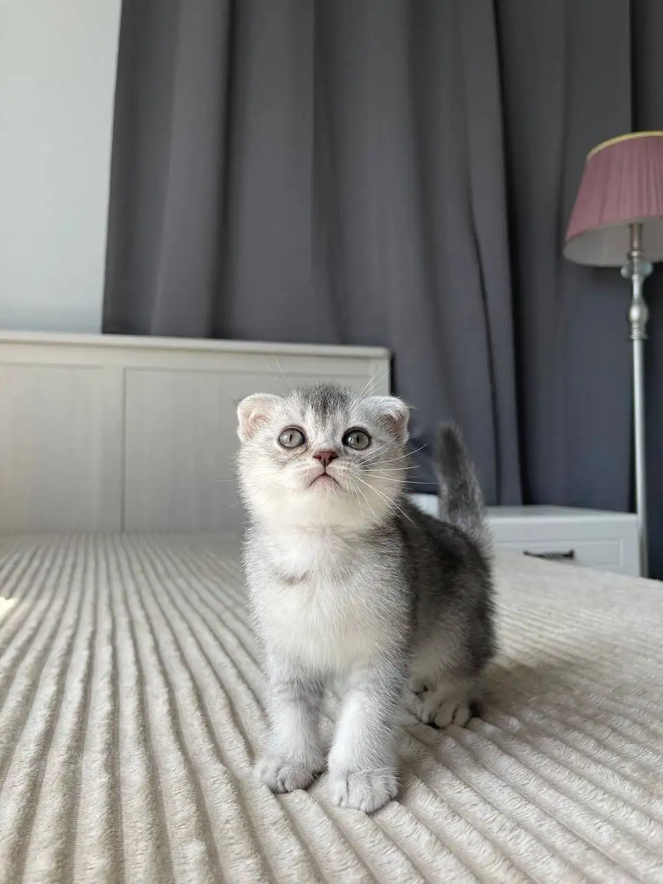 Чистокровные шотландские котята - Кошки (Животные) в Балашиха