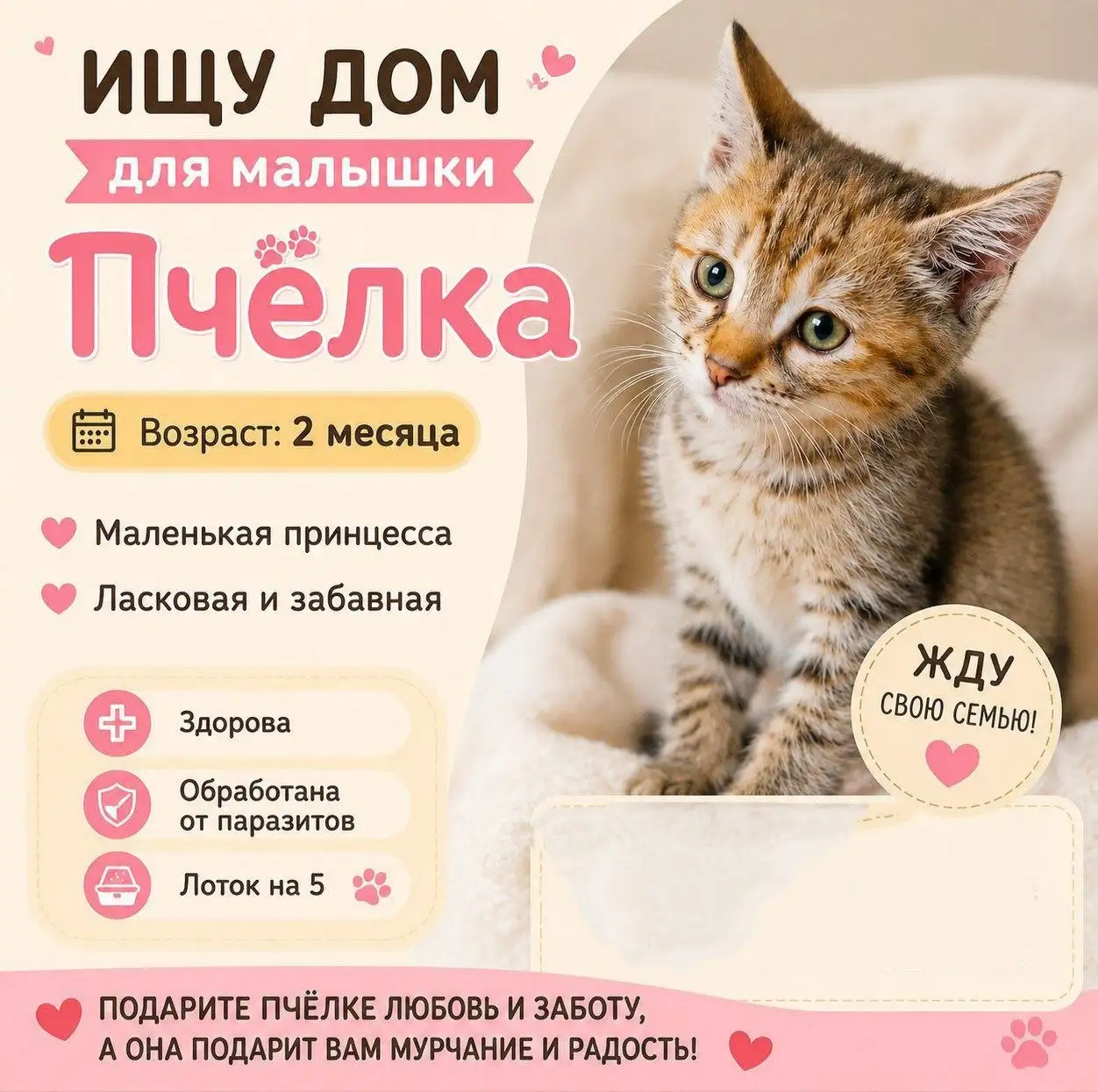 Котенок пчёлка 2 месяца - Кошки (Животные) в Балашиха
