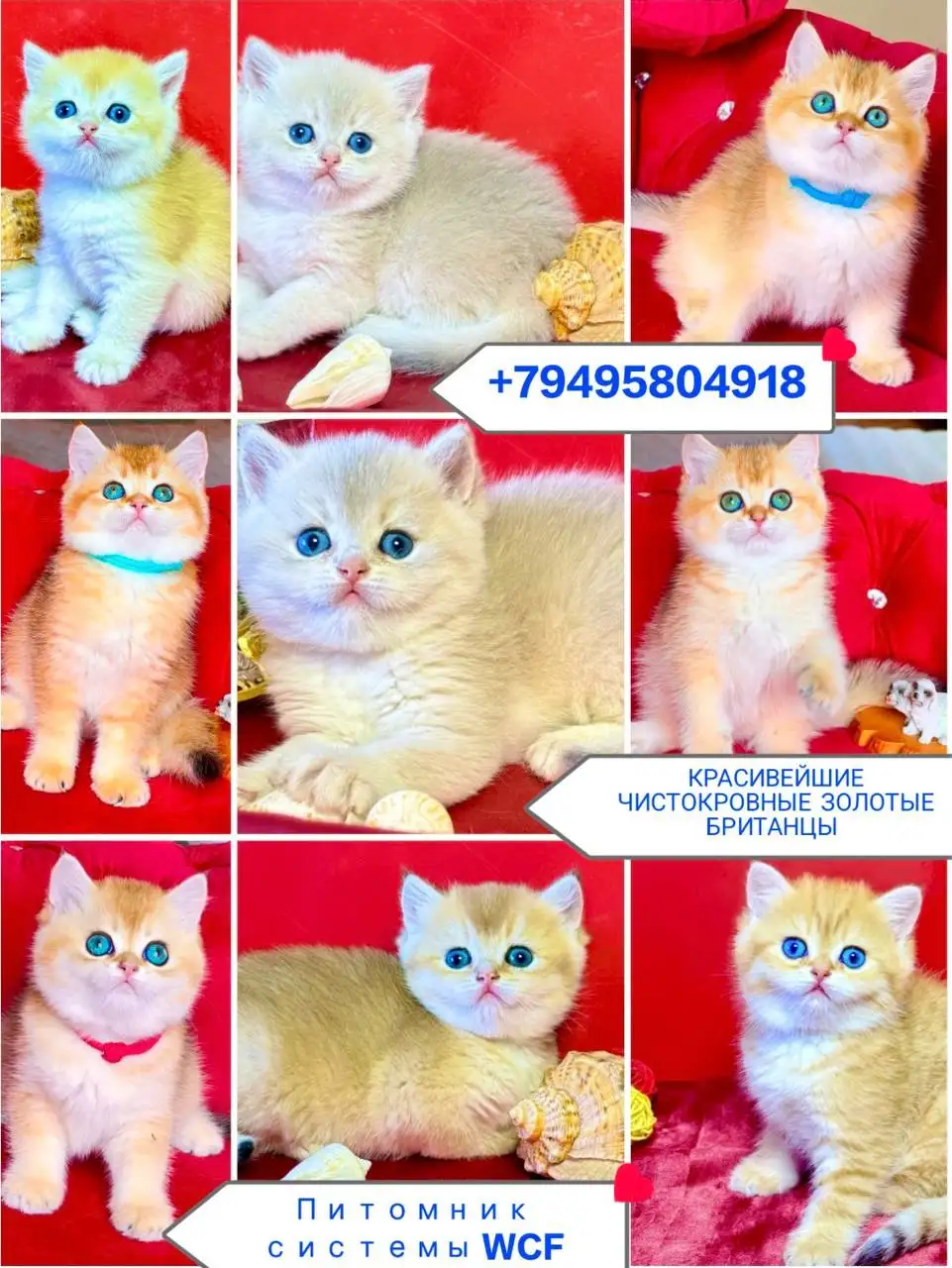 Продажа британских котят - Кошки (Животные) в Балашиха