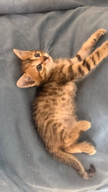 Котенок ищет дом - Животные в Балашиха