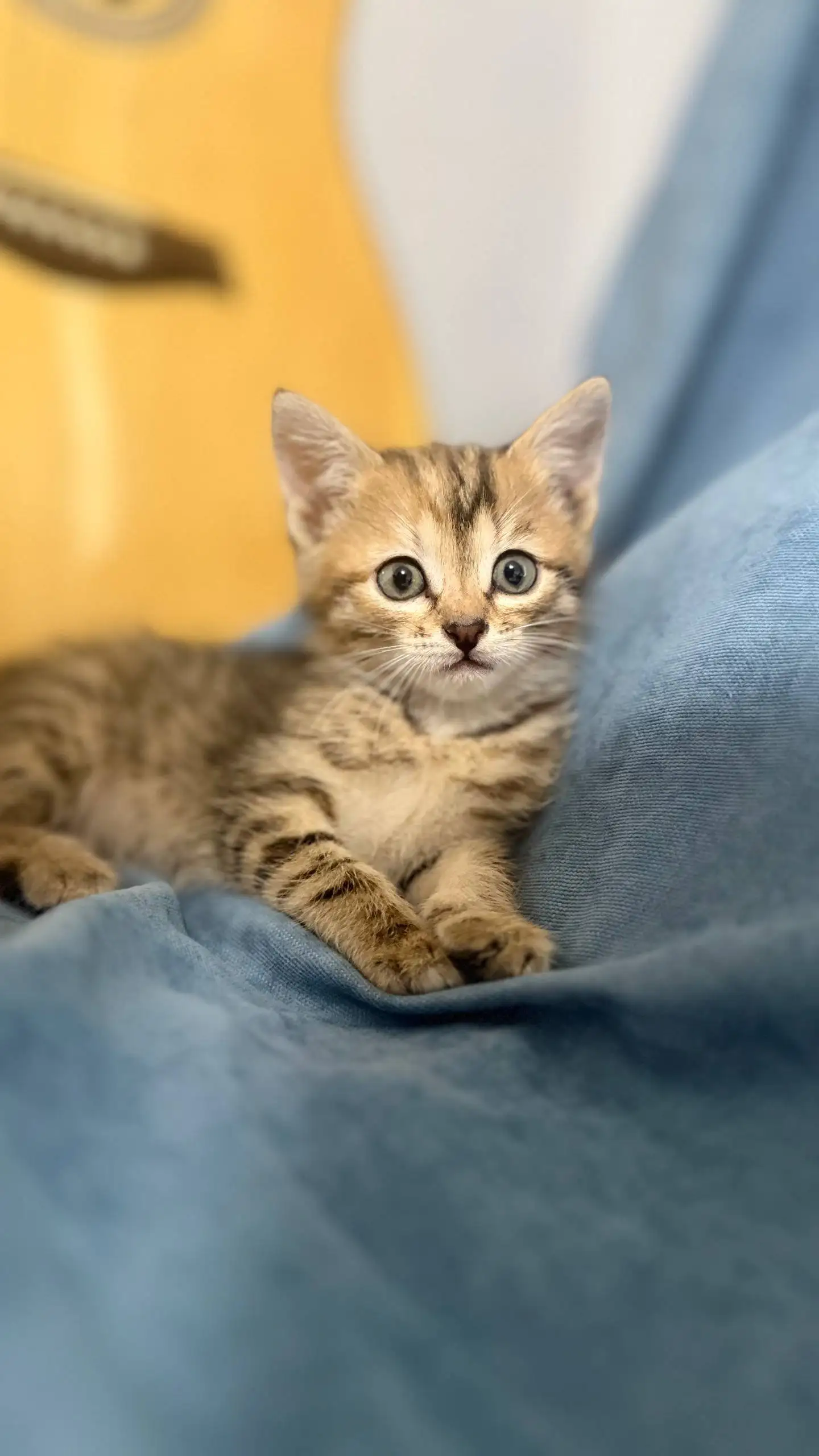 Котенок ищет дом - Кошки (Животные) в Балашиха