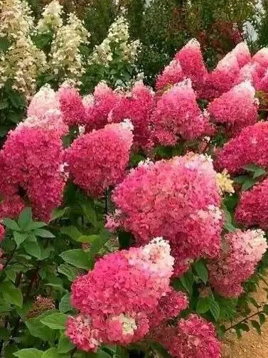 Метельчатая гортензия из Балашихи - Цветы (Растения) в Балашиха