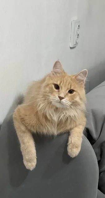 Передержка для кота Бутузика - Животные в Балашиха