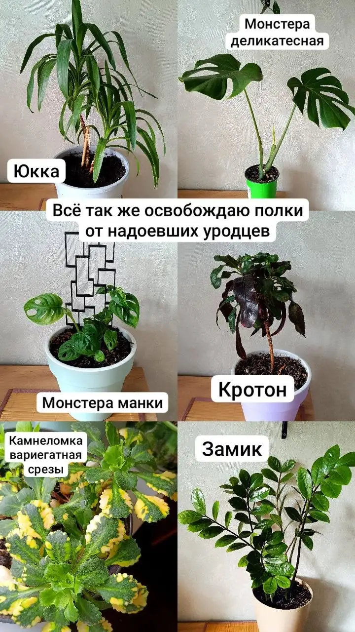 Продажа комнатных растений - Комнатные растения (Для дома и дачи) в Балашиха