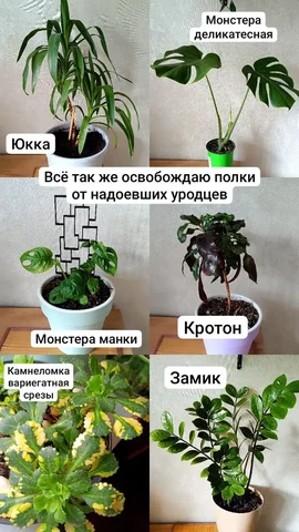 Продажа комнатных растений - Шкафы в Балашиха