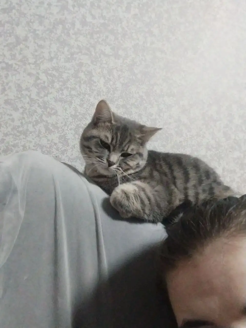 Пропал котик Славик - Животные в Балашиха
