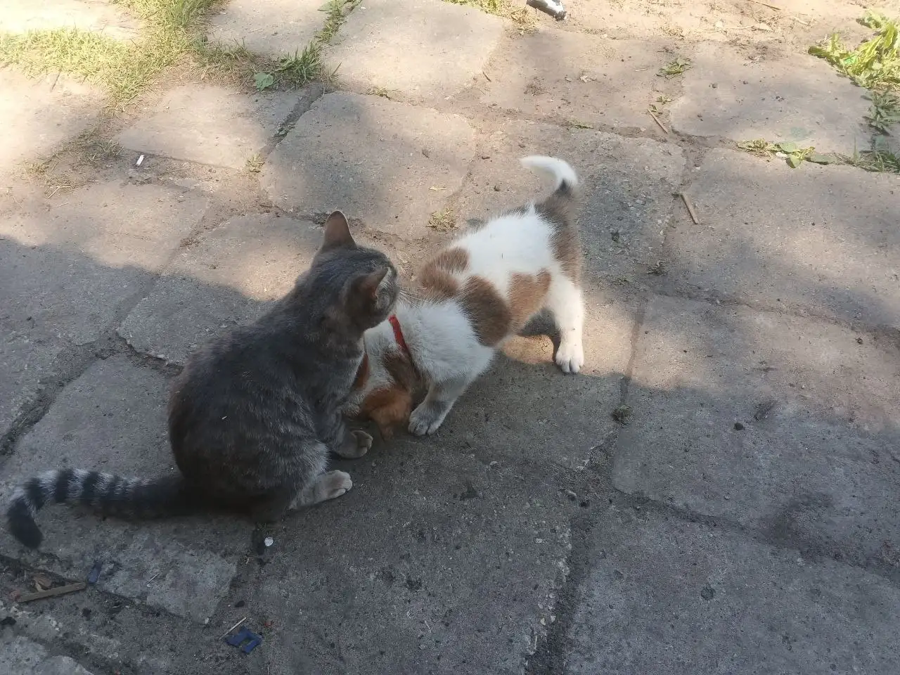 Пропал котик Славик - Животные в Балашиха