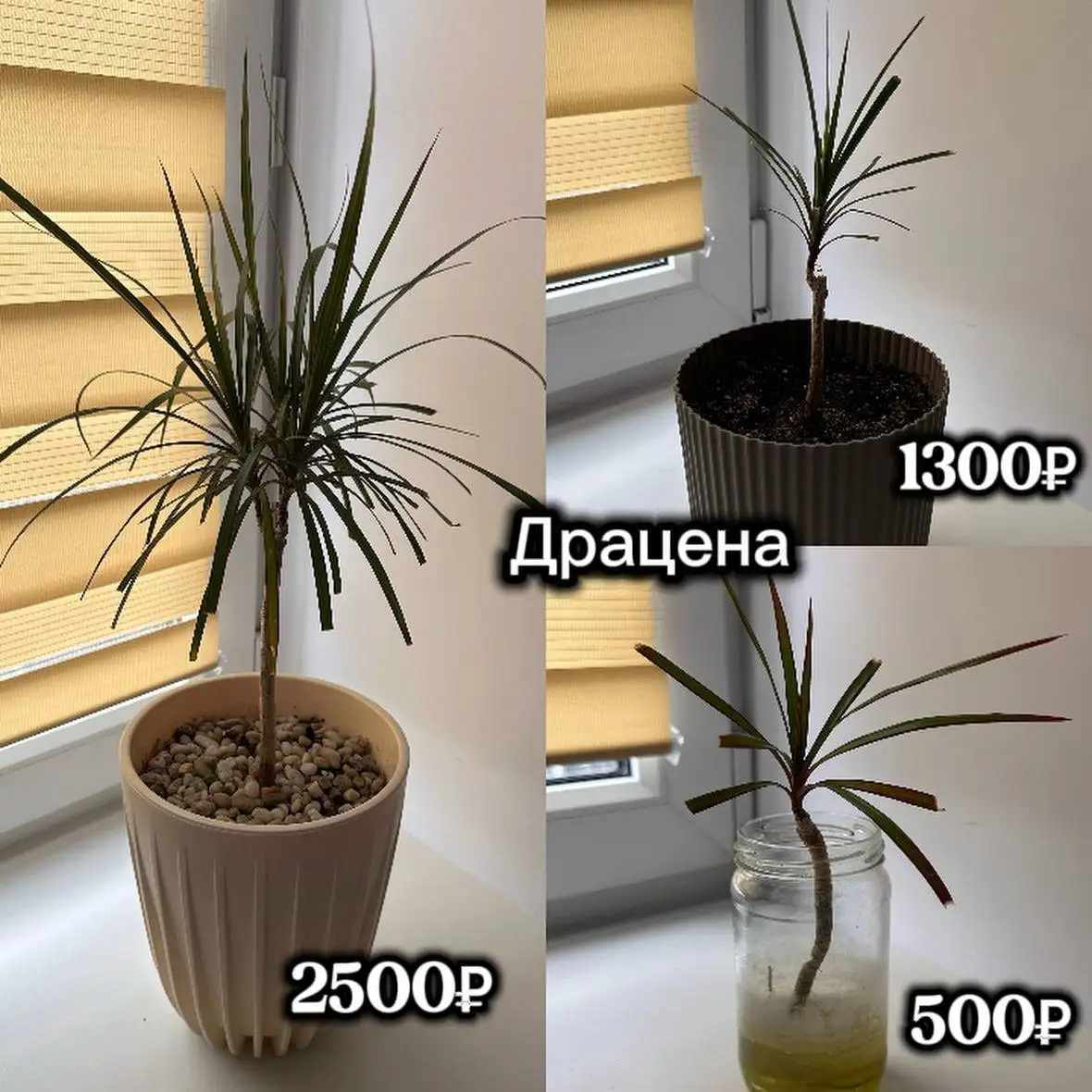 Продам стеллаж и домашние растения - Барахолка в Балашиха
