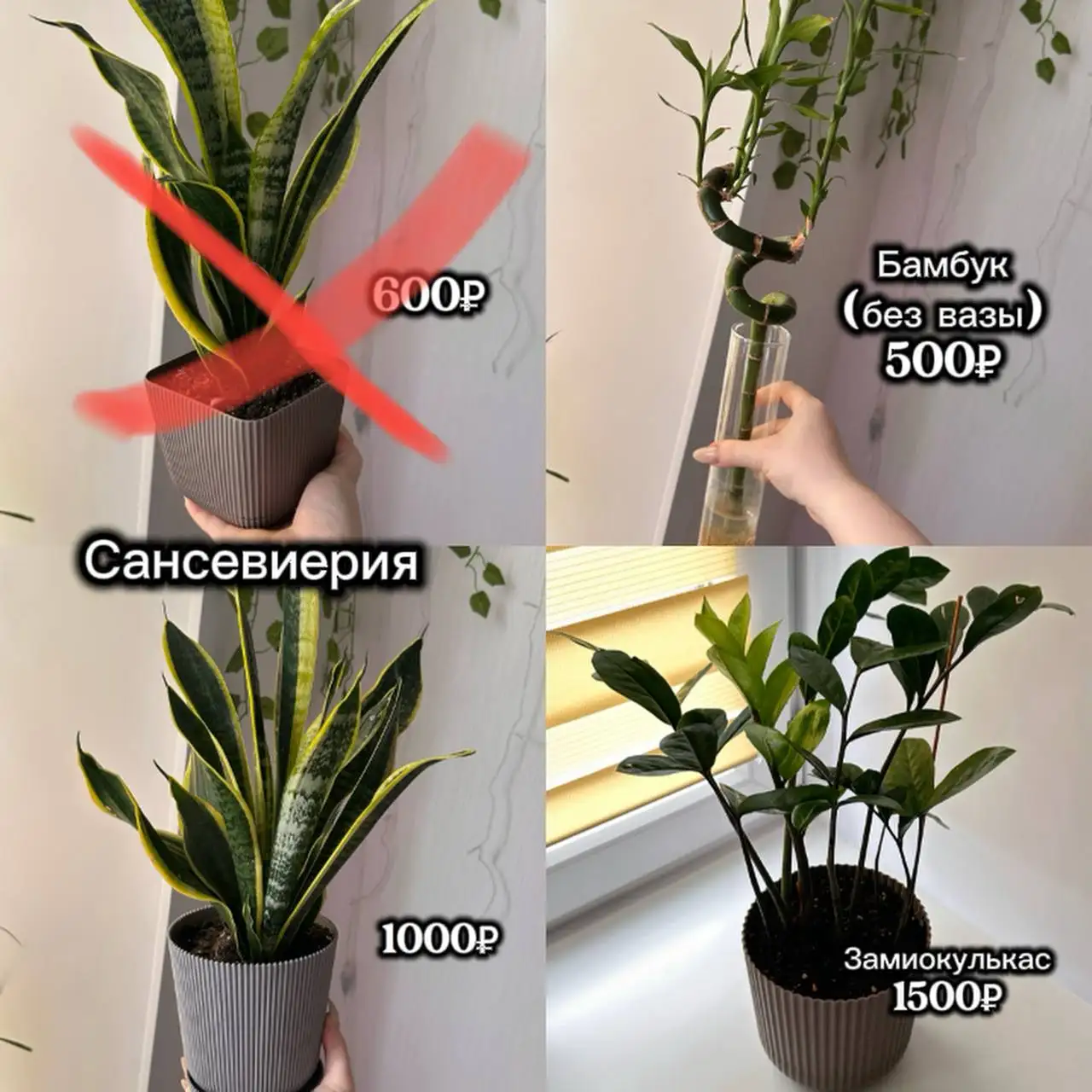 Продам стеллаж и домашние растения - Барахолка в Балашиха