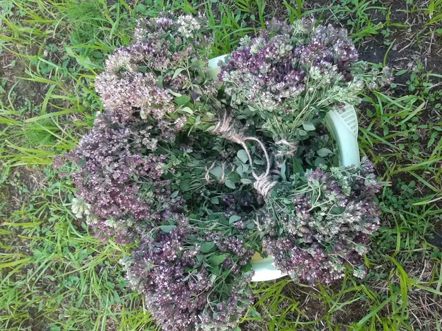 Душица (орегано) с лечебными свойствами - Головоломки в Балашиха