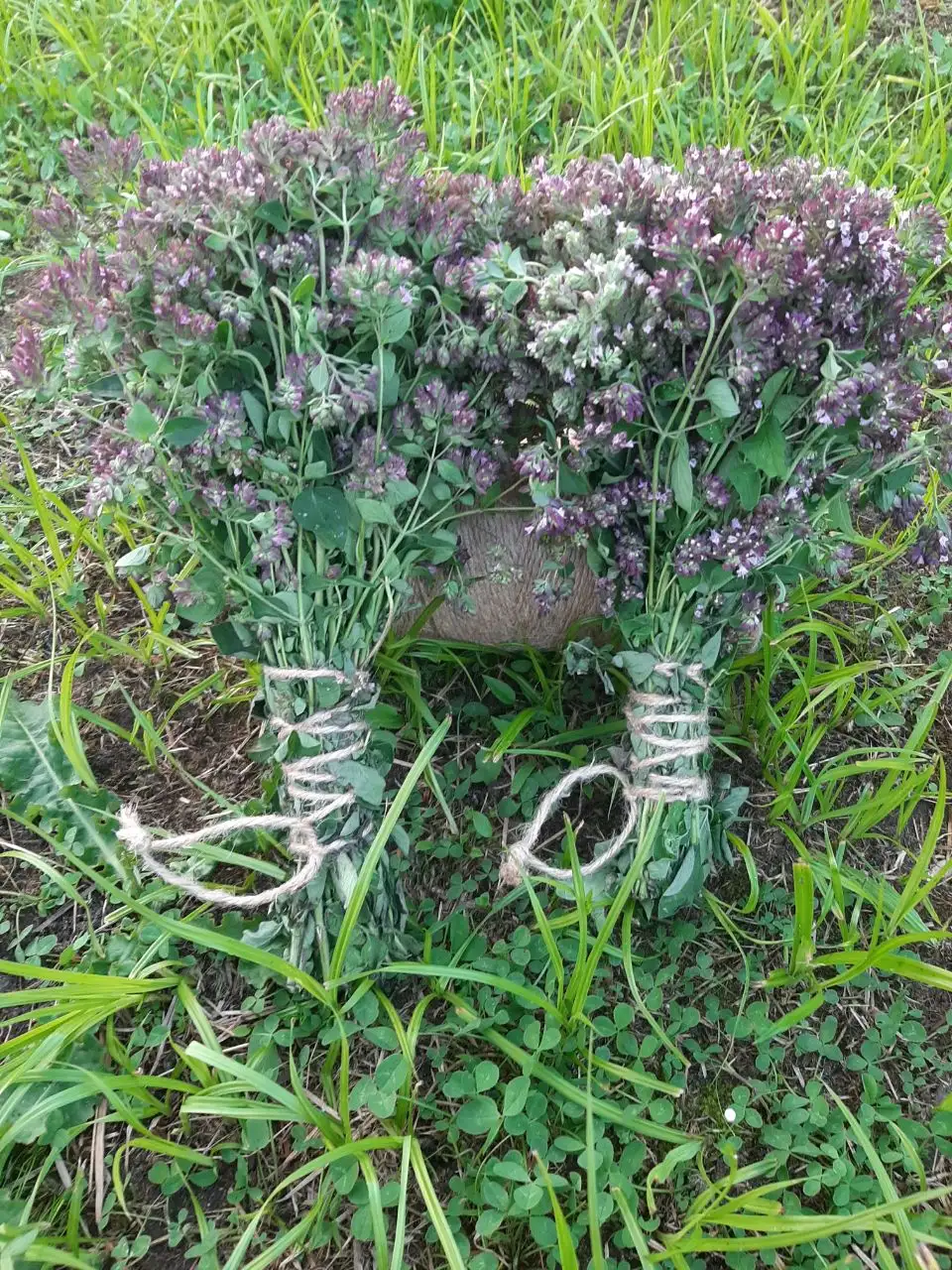 Душица (орегано) с лечебными свойствами - Хобби и отдых в Балашиха