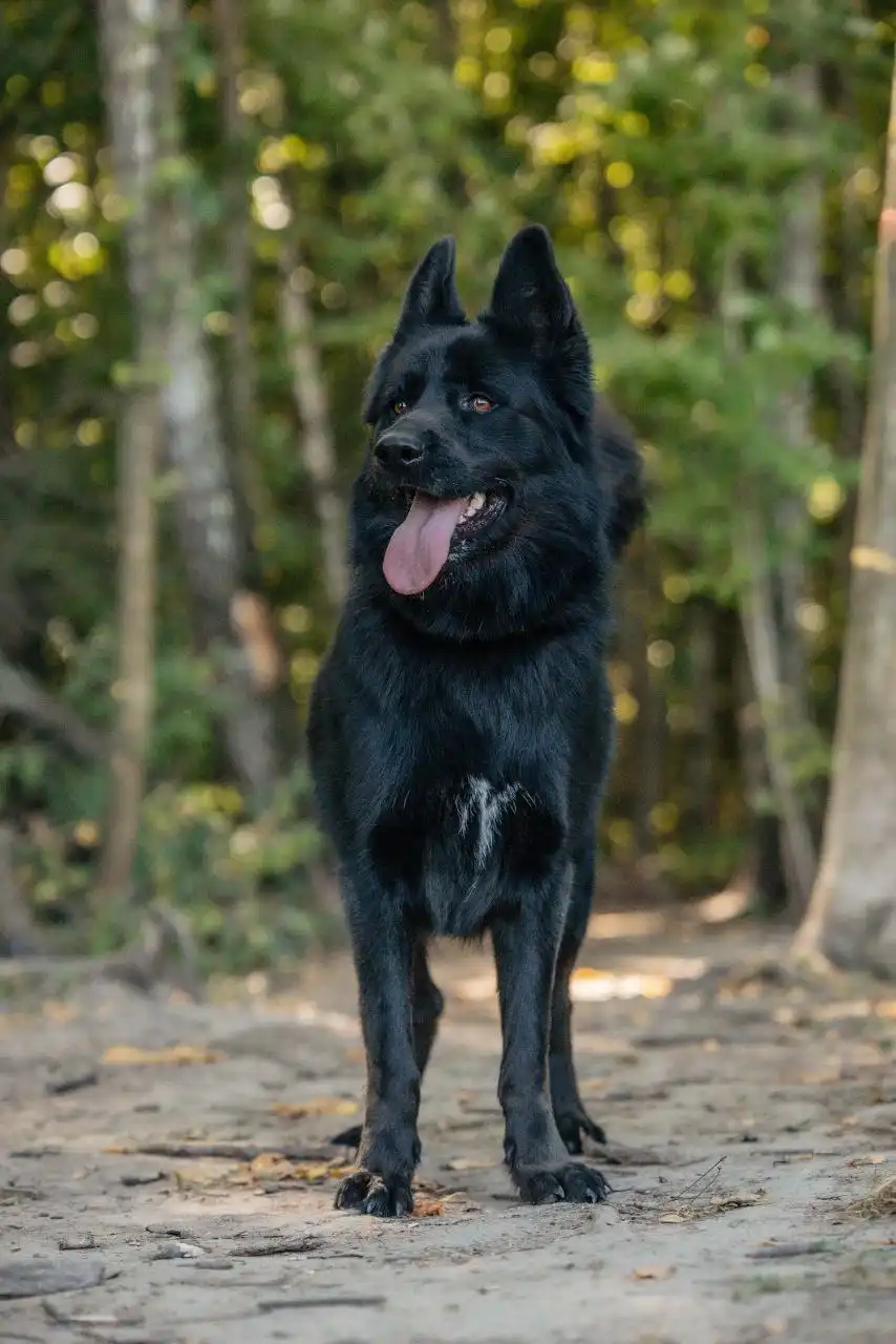 Отдам в добрые руки метиса немецкой овчарки Блейда