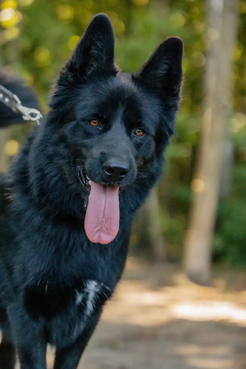 Отдам в добрые руки метиса немецкой овчарки Блейда