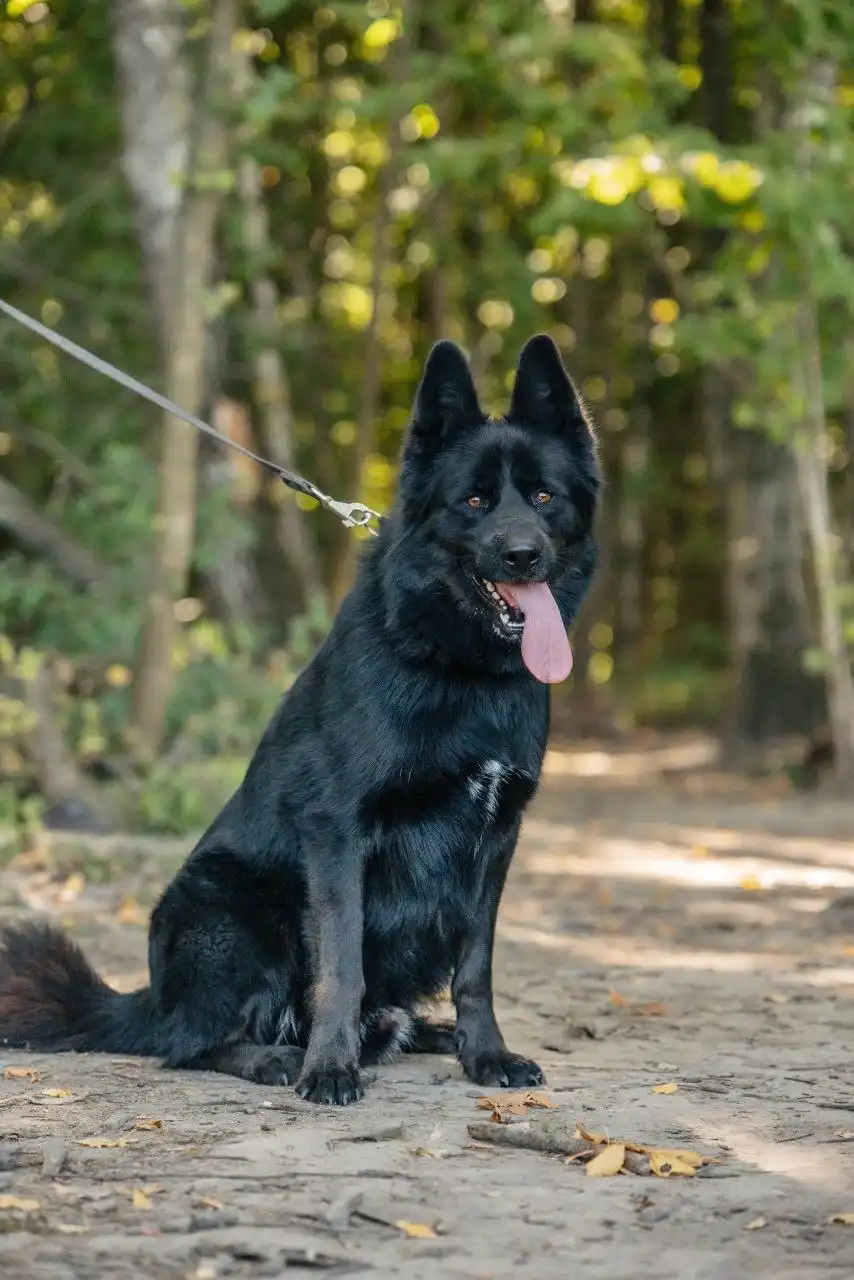 Отдам в добрые руки метиса немецкой овчарки Блейда