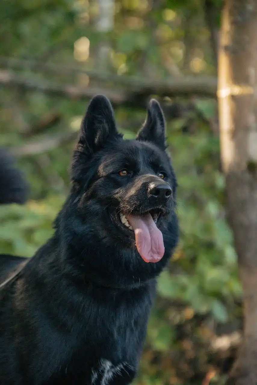 Отдам в добрые руки метиса немецкой овчарки Блейда