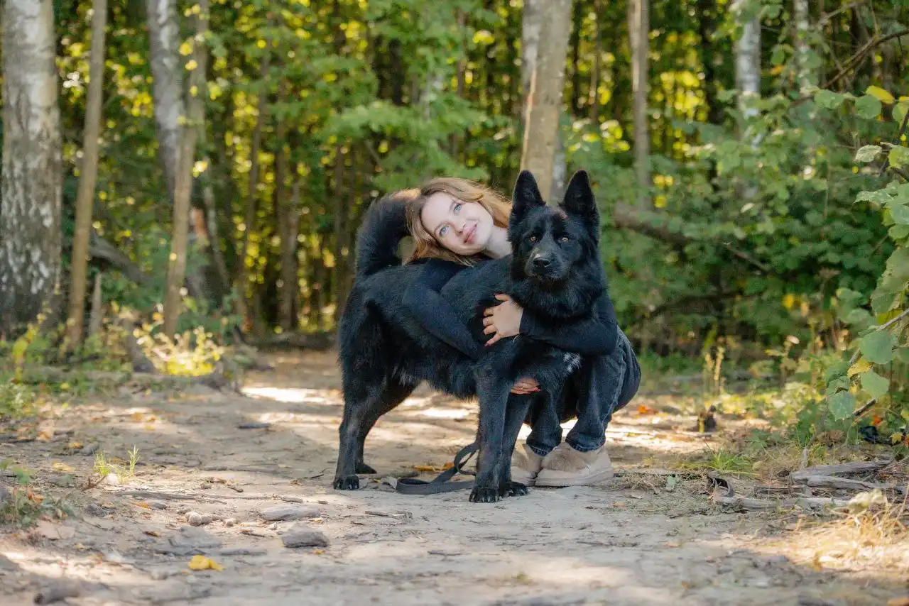 Отдам в добрые руки метиса немецкой овчарки Блейда