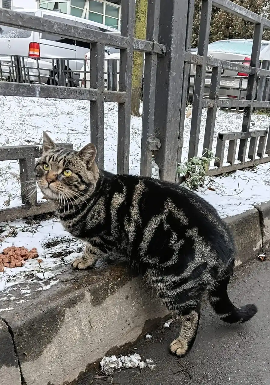 Найден кот редкой красоты в Мытищах