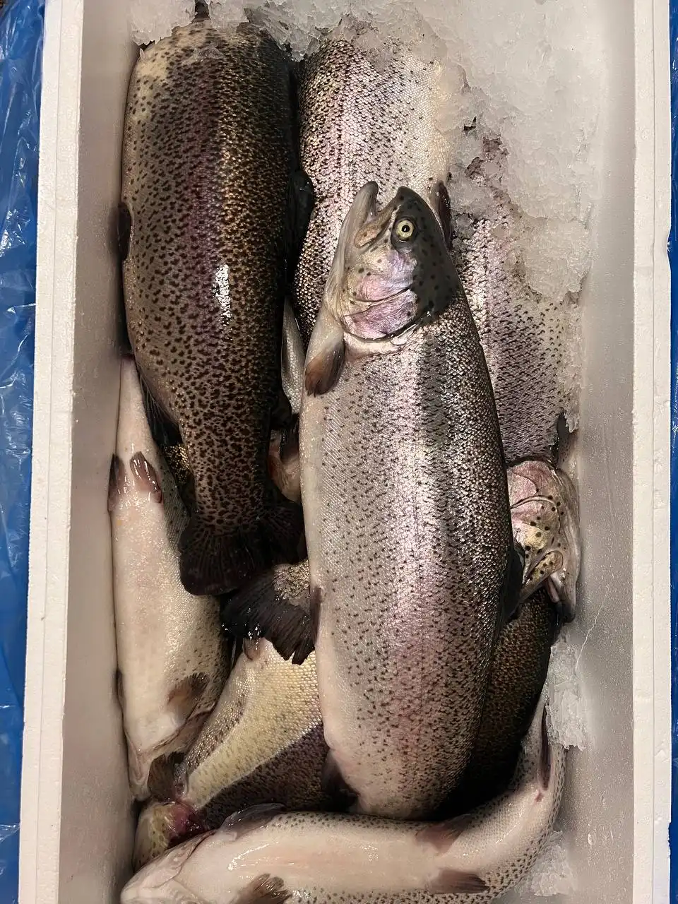 Рыба, морепродукты, эксклюзивные сыры в Мытищах