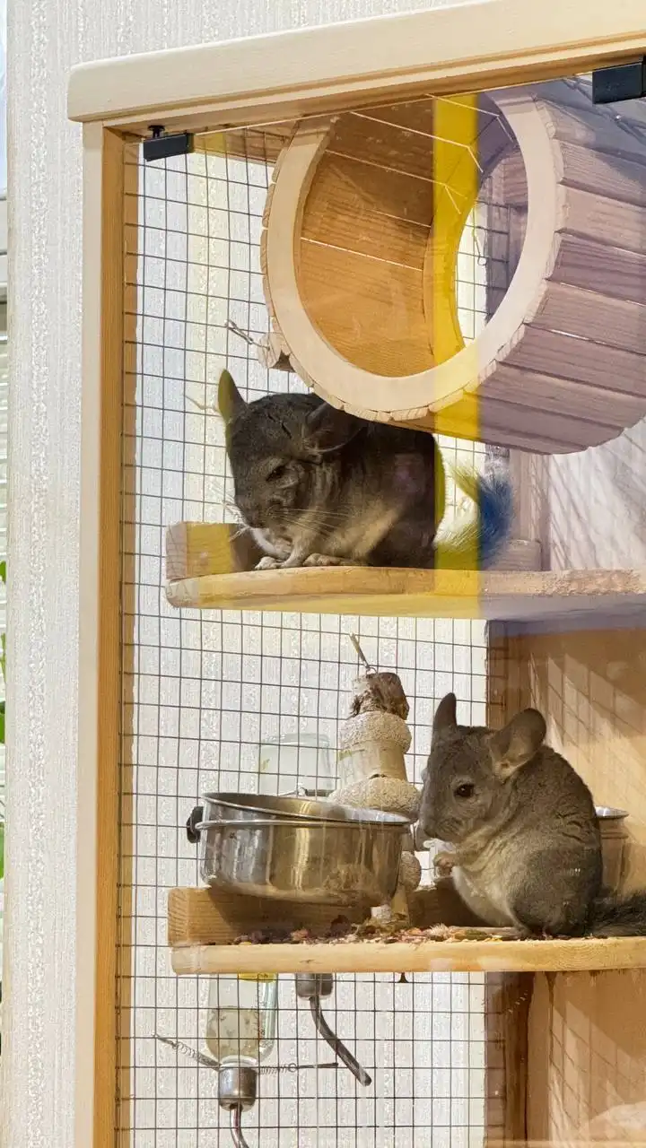 Отдам шиншилл в добрые руки