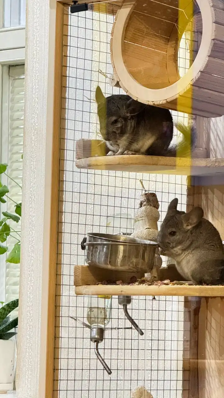 Отдам шиншилл в добрые руки