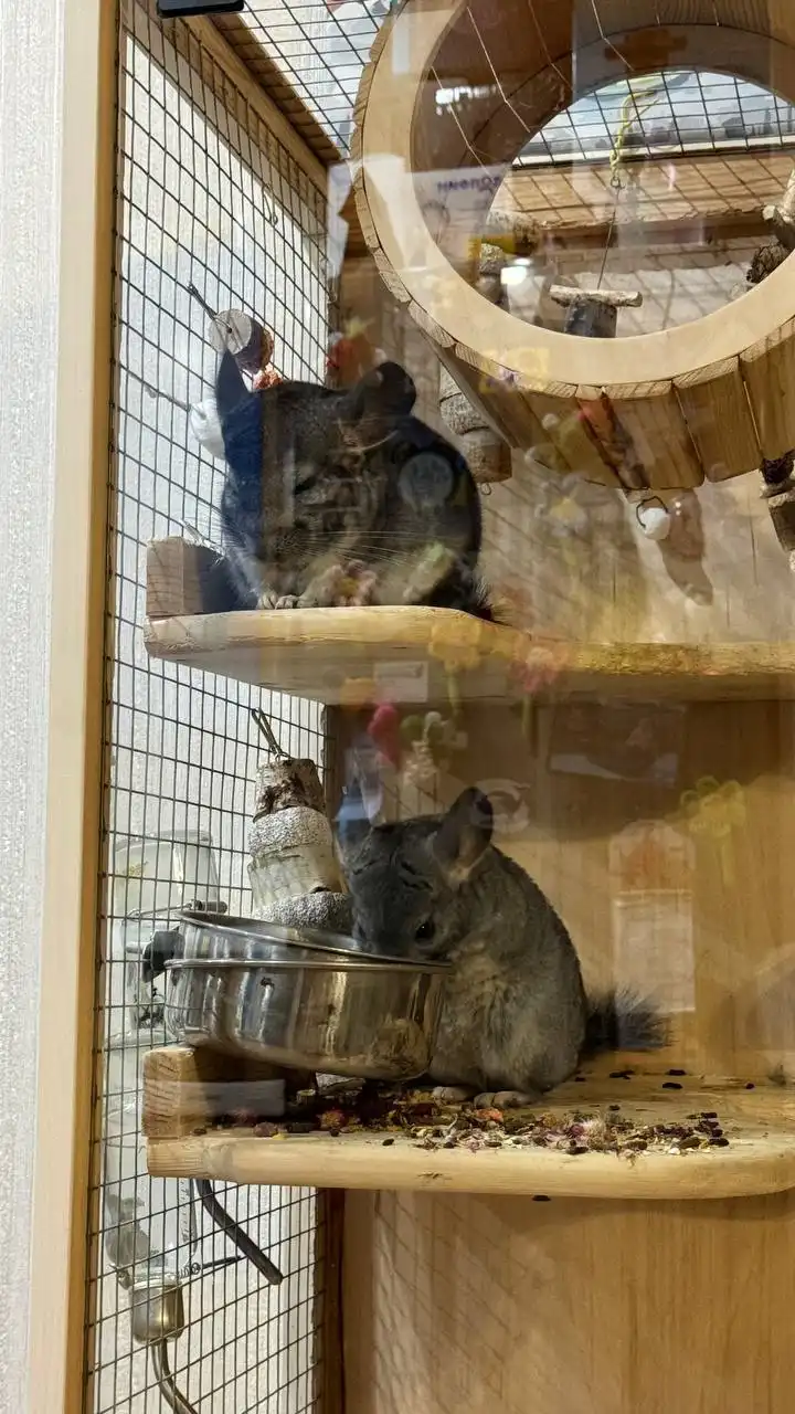 Отдам шиншилл в добрые руки